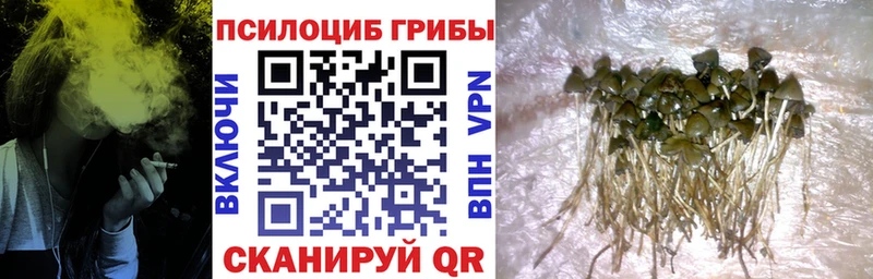 Псилоцибиновые грибы Psilocybine cubensis  даркнет сайт  Омутнинск 